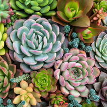 Load image into Gallery viewer, Sensitive Succulents
