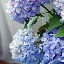 Load image into Gallery viewer, Happily Hydrangea
