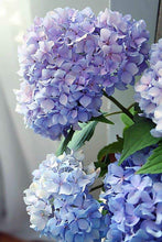 Load image into Gallery viewer, Happily Hydrangea
