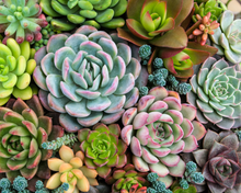 Load image into Gallery viewer, Sensitive Succulents
